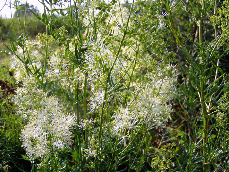 Thalictrum exaltatum Gaudin - Pigamo maggiore